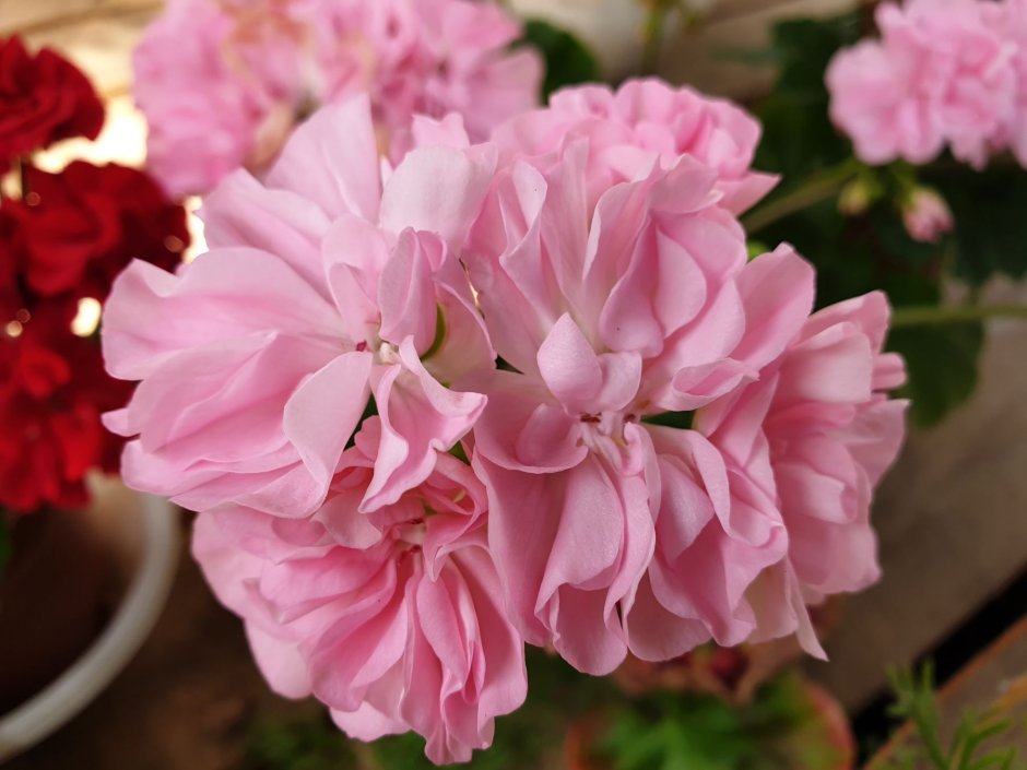 Пеларгония Shrivenham Star