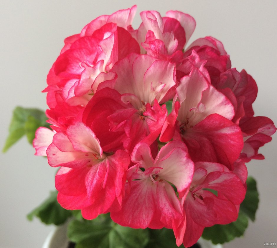 Пеларгония Юг Стефания