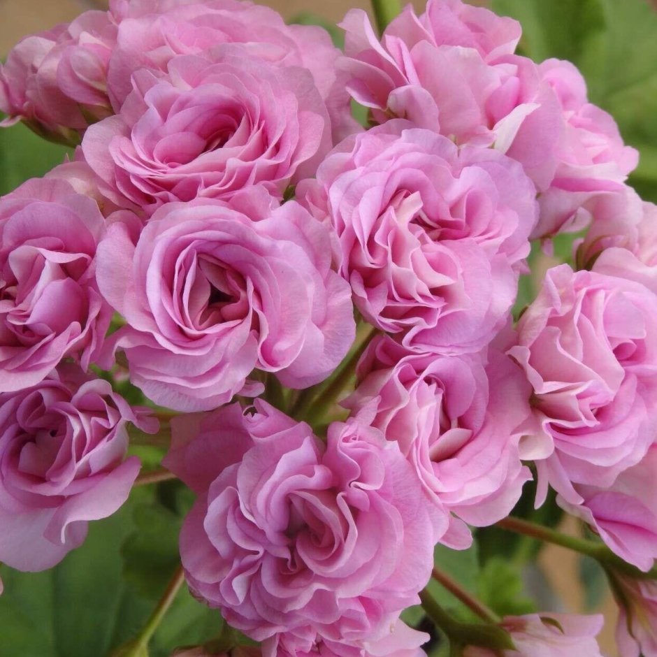 Ю Полонез пеларгония