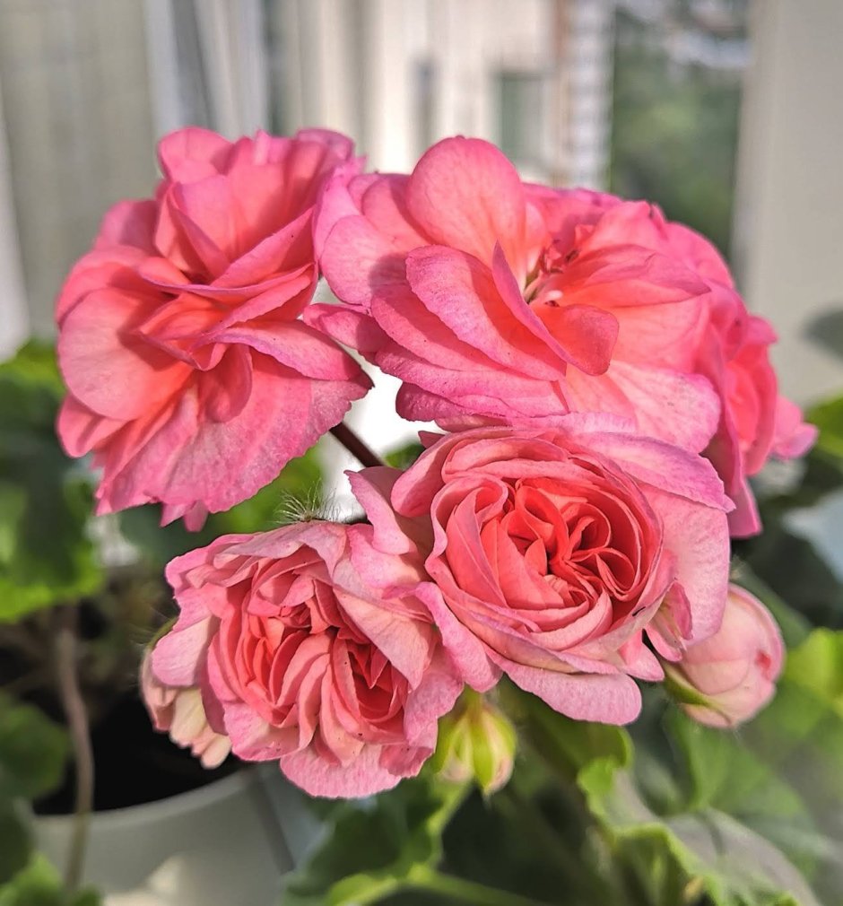 Ю Полонез пеларгония