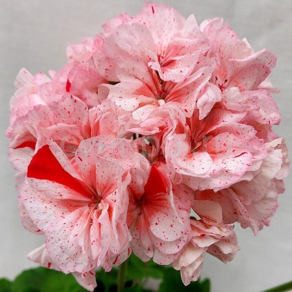 Пеларгония Sutarves Denise