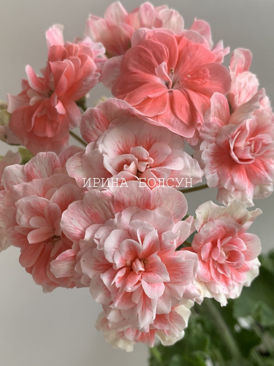 Lolette пеларгония