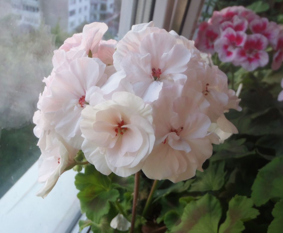 Пеларгония Bildeston Speckled