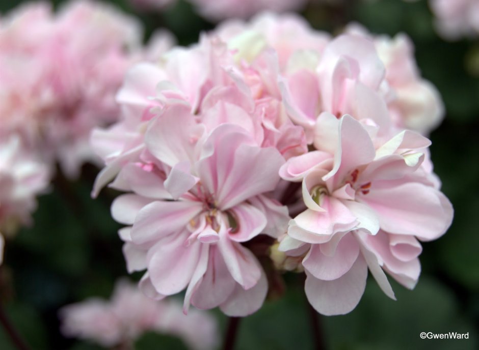 Diane Louise пеларгония