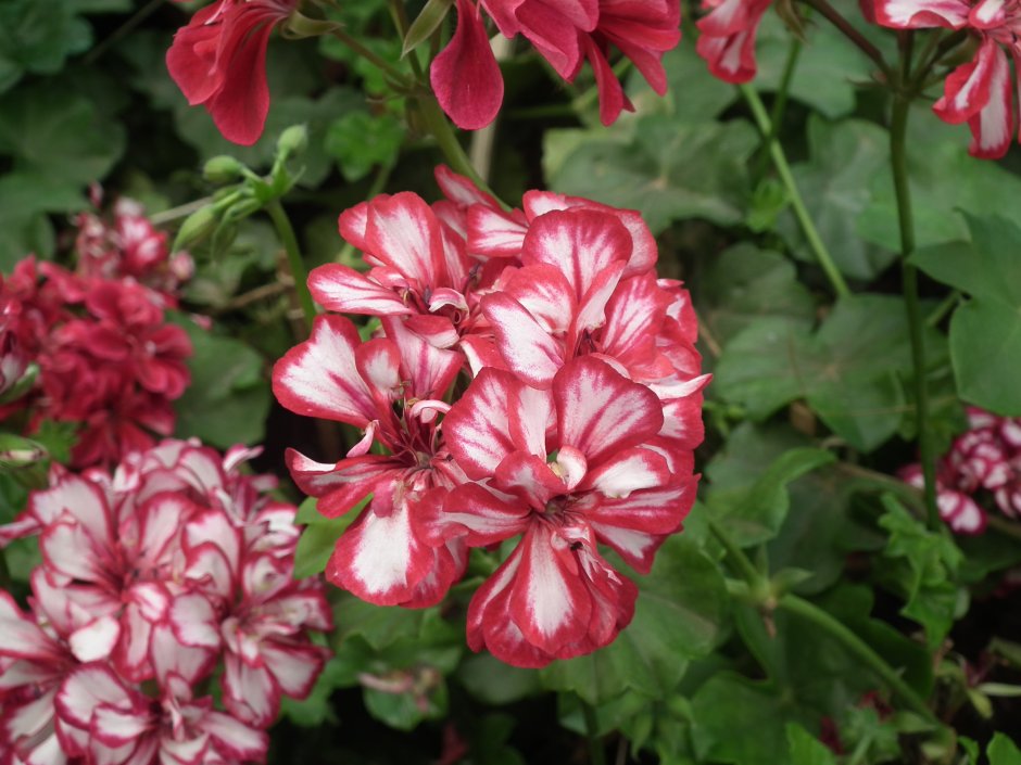 Пеларгония Стеллар