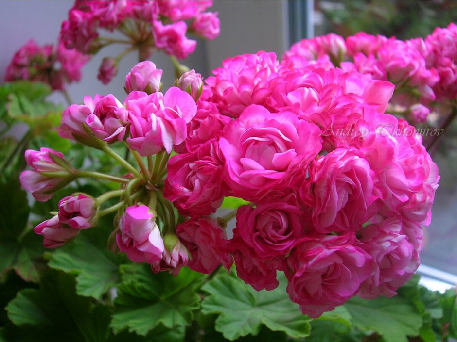 Пеларгония Shannon Corr