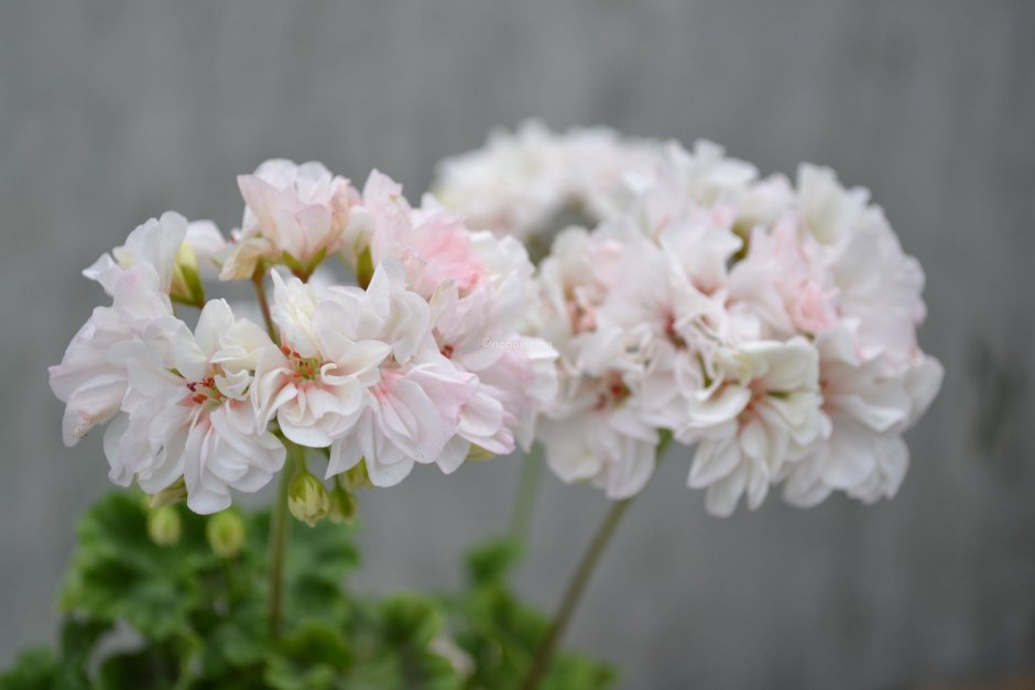 Пеларгония Сутарве Надя к