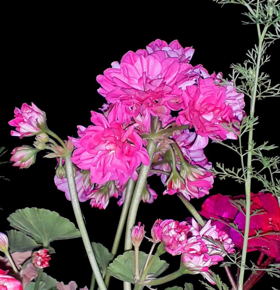 Вива моделина сорт пеларгонии