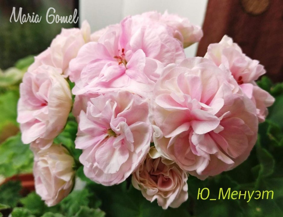 Герань Dovepoint