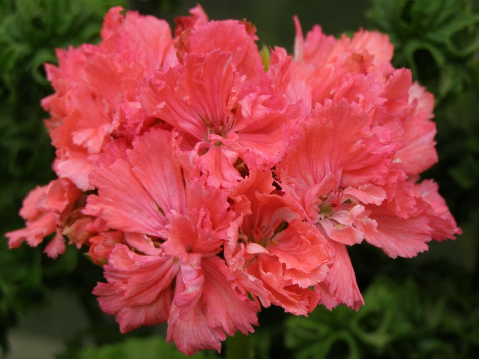 Пеларгония Персей