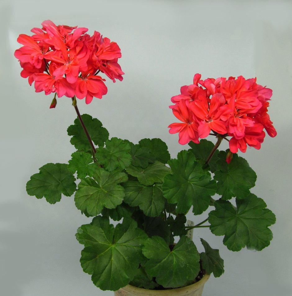 Andreas Rosebud пеларгония