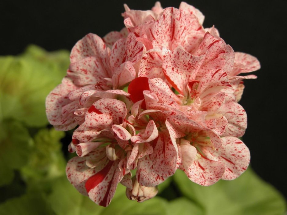 Пеларгония саксдаленс Сельма