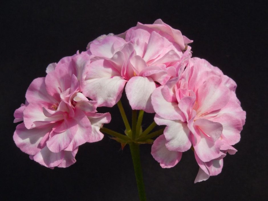 Пеларгония Бруксайд фламенко