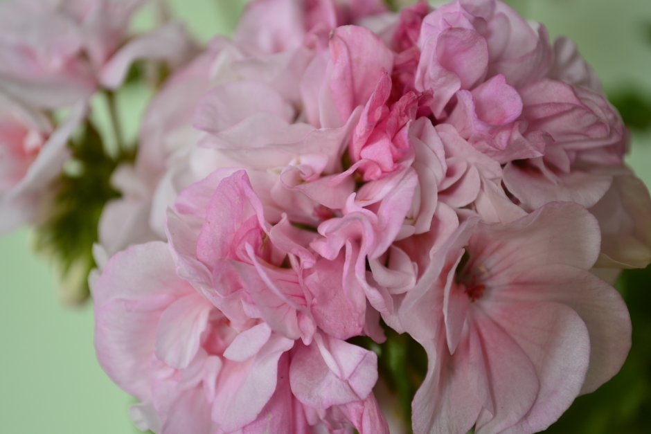 Пеларгония Marbacka