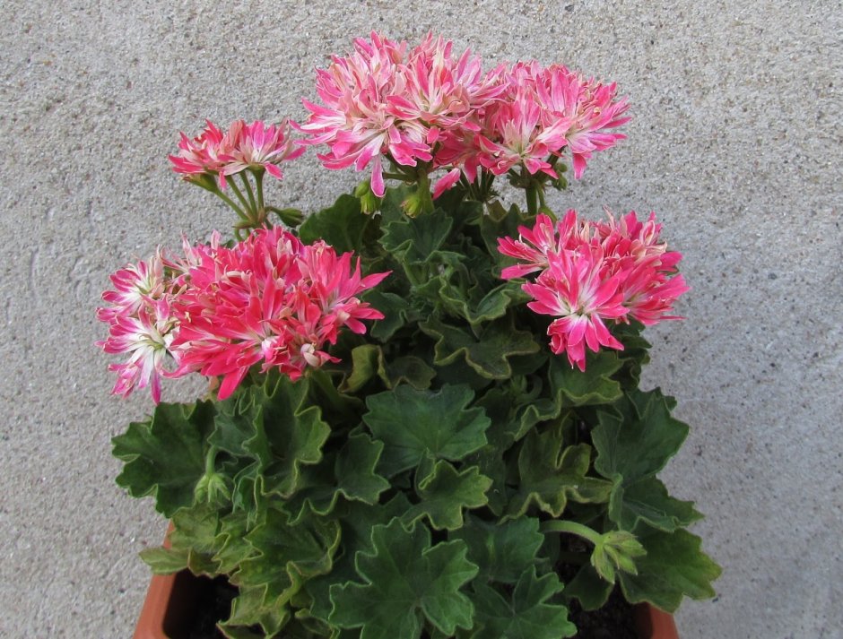 Birthday girl пеларгония