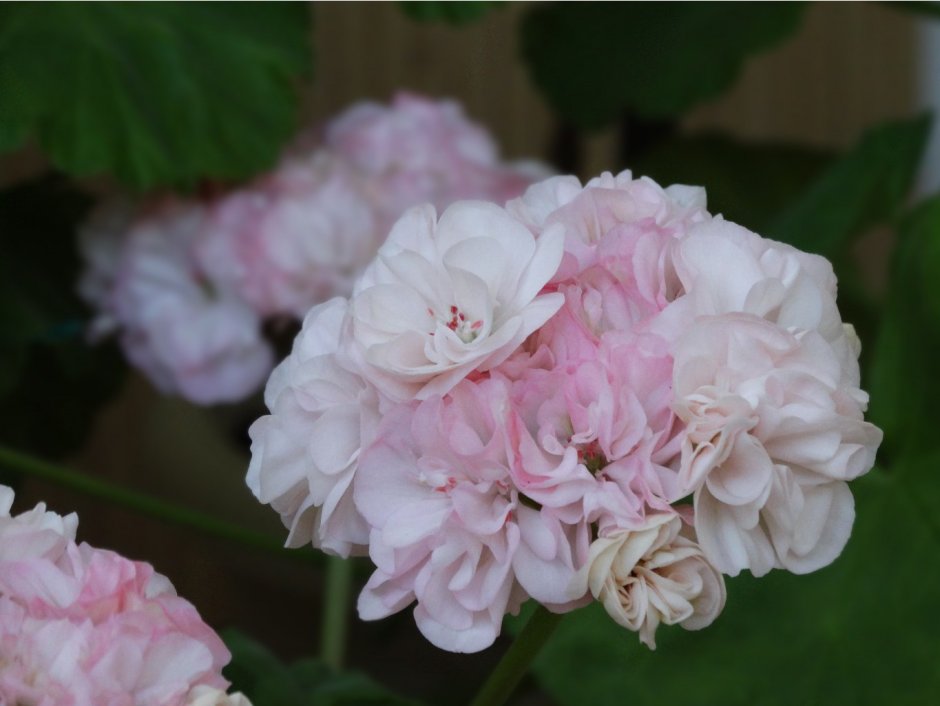 Марлезон пеларгония