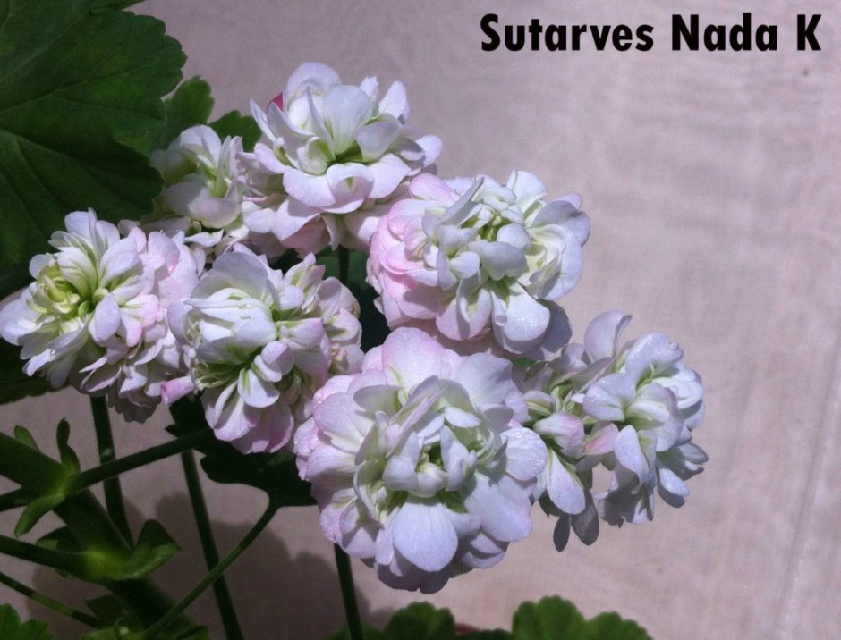 Пеларгония Mini Diane