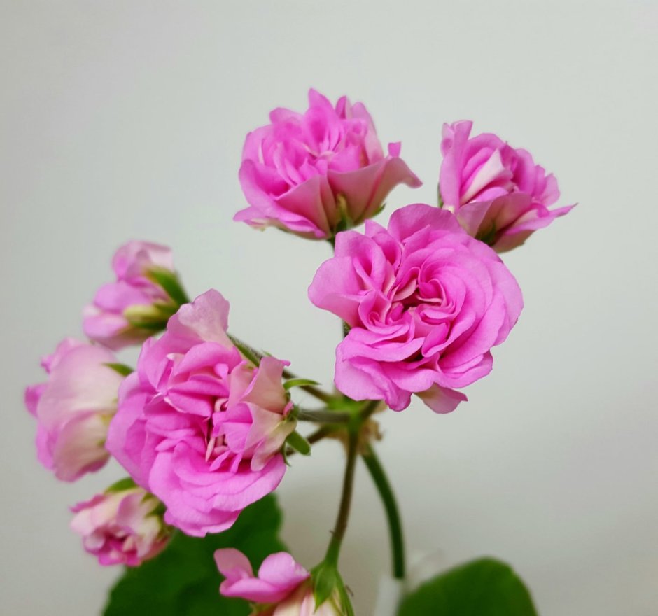 Пеларгония Жаклин