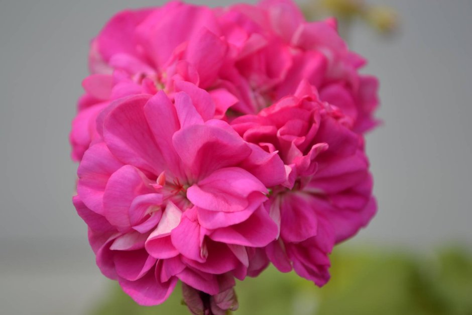 Пеларгония Юг Кейли