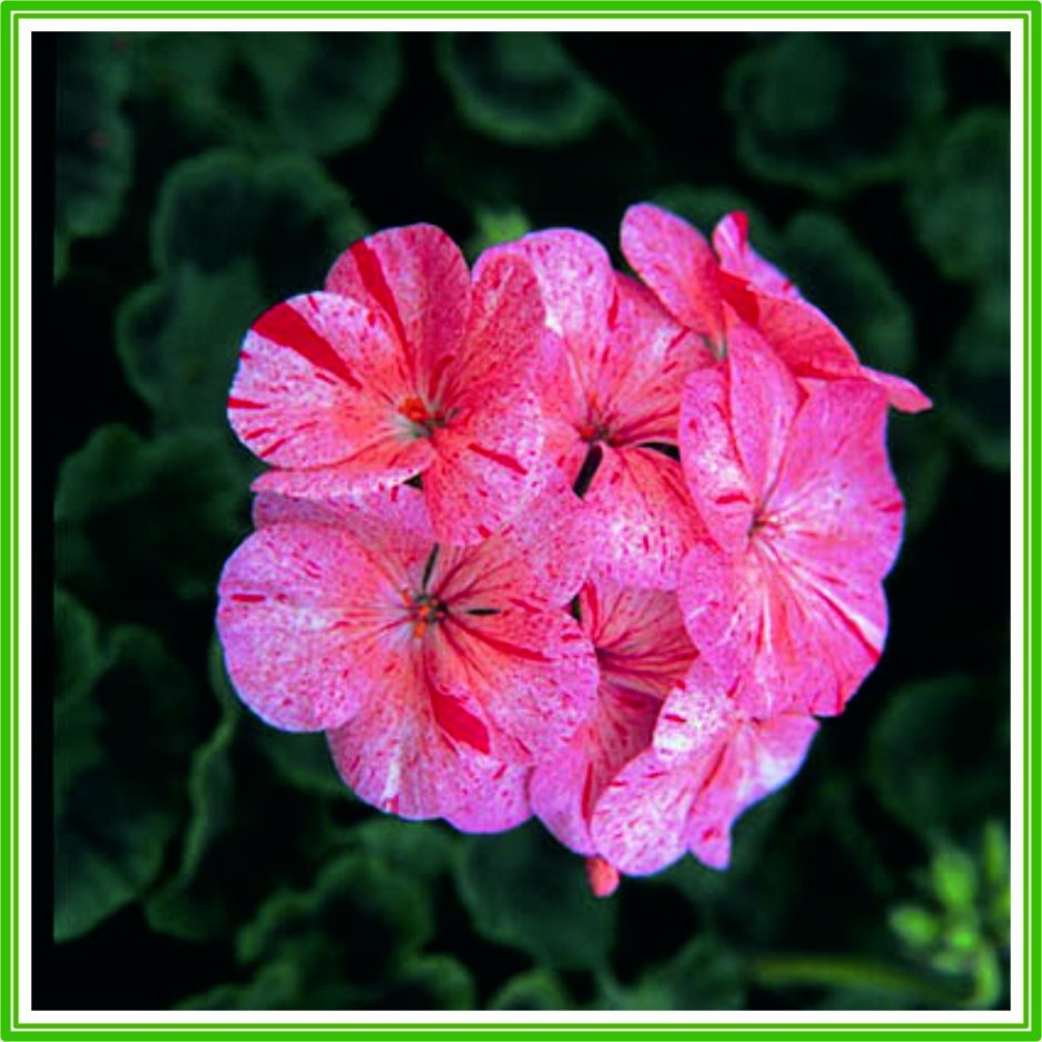 Пеларгония плющелистная Toscana Sunflair Lollipop Red