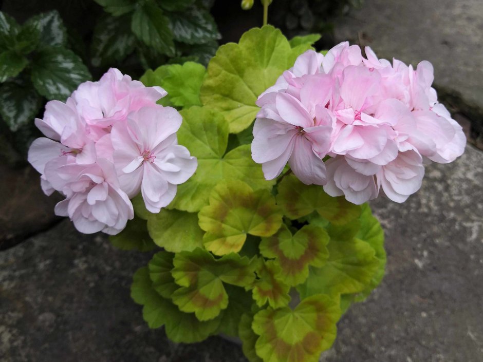 Пеларгония Астрид