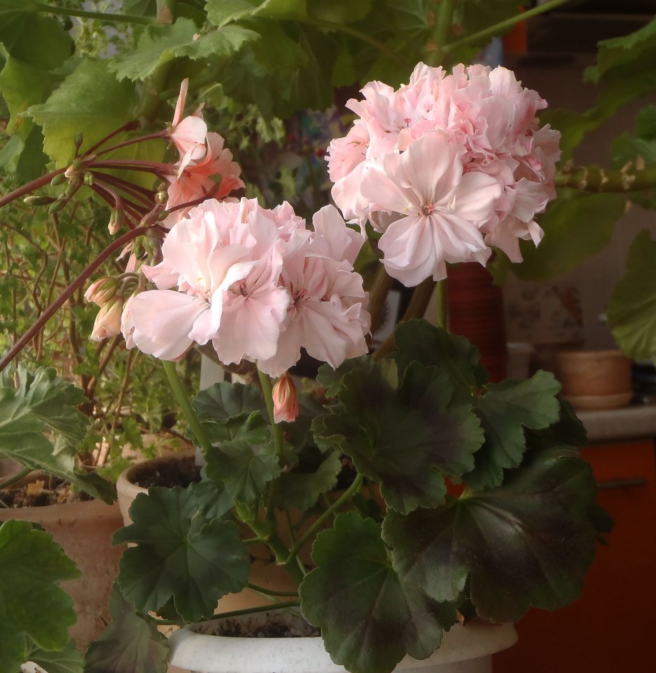 Пеларгония Brookside Bolero