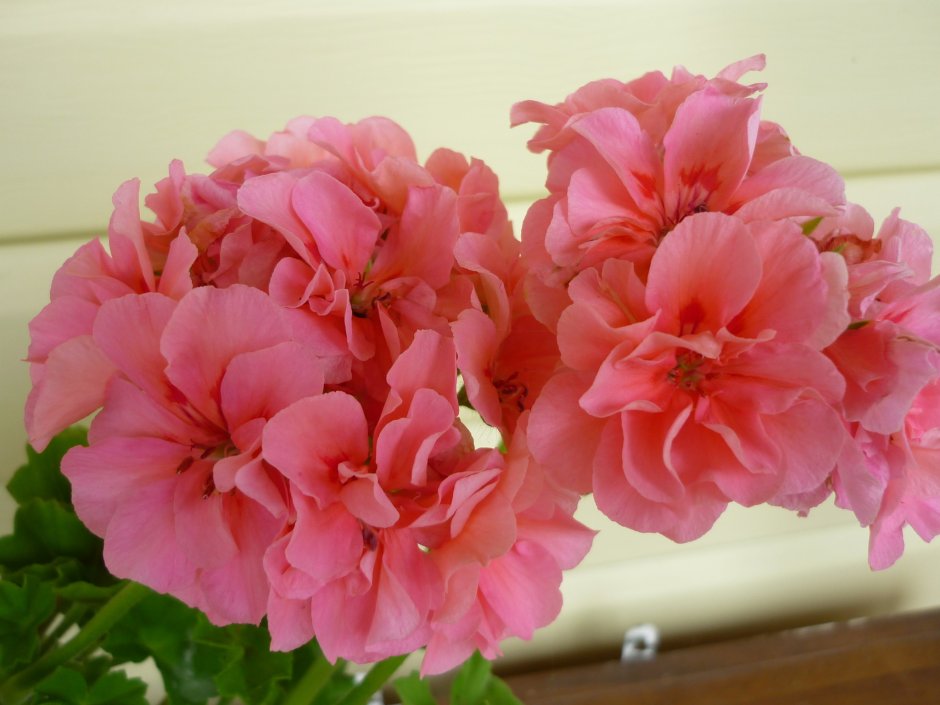 Герань тюльпановидная ред Пандора