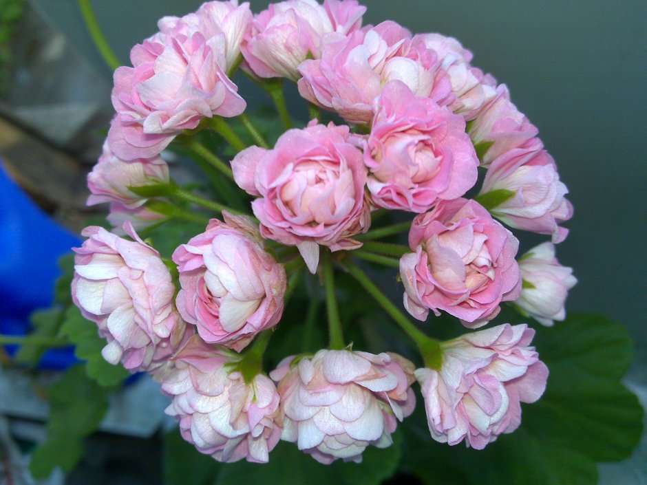 Невпорт пеларгония