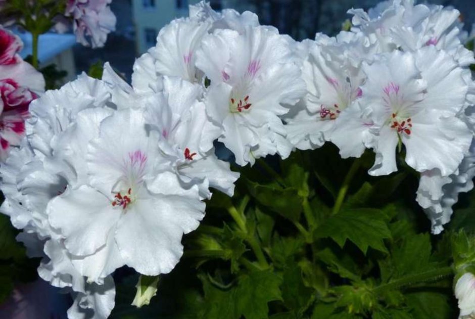 Пеларгония элнаридс Алексис