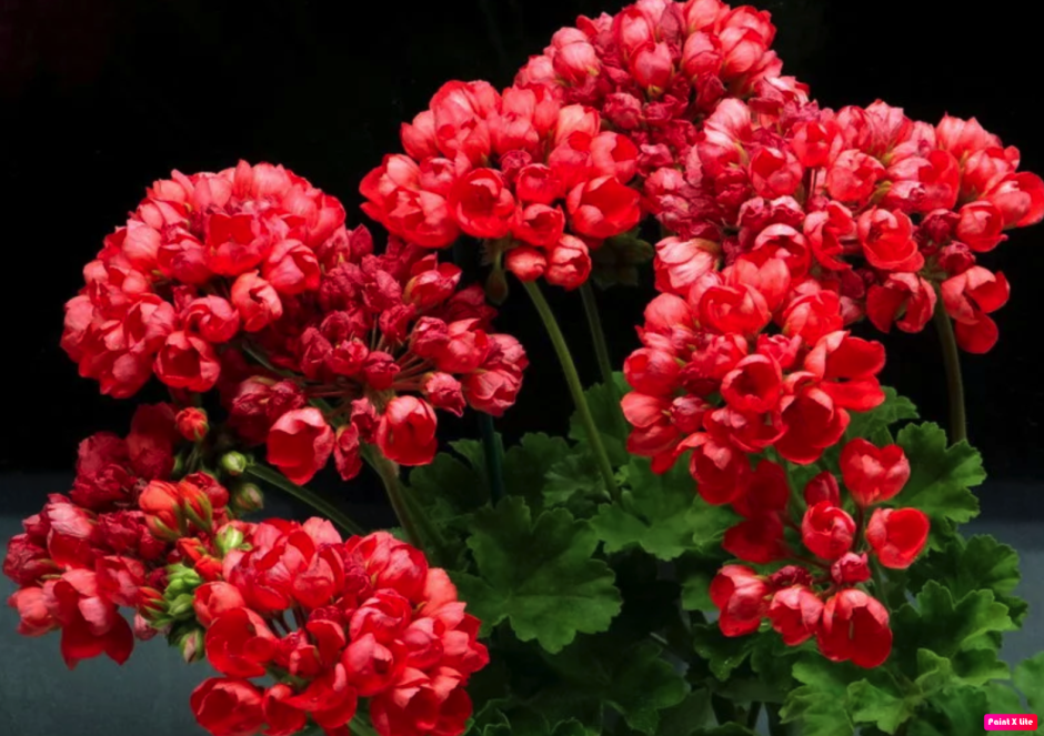 Герань розебудная