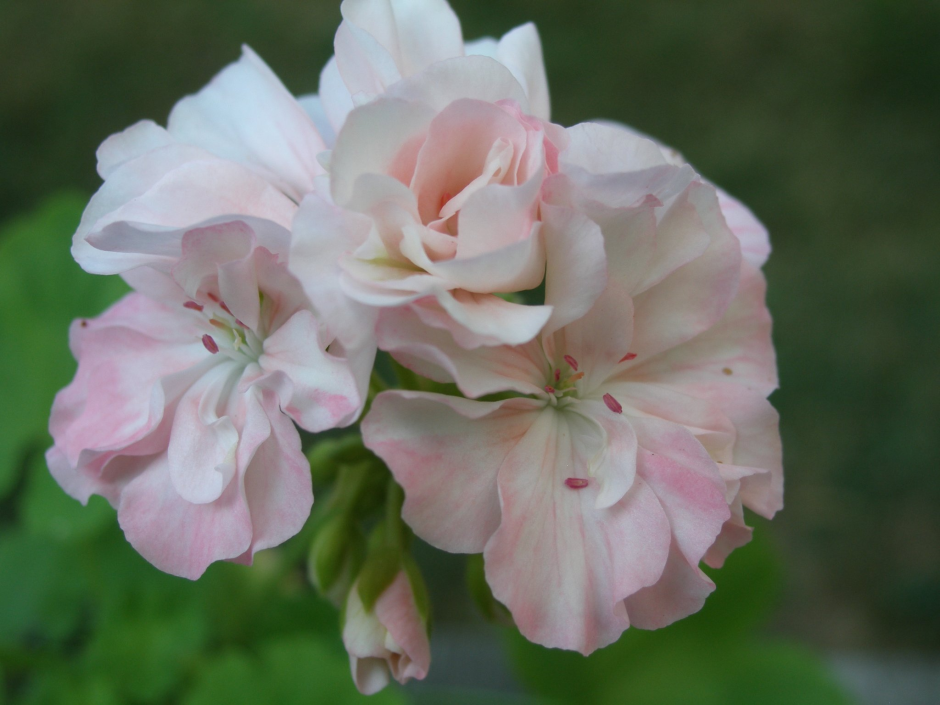 Пеларгония Miranda