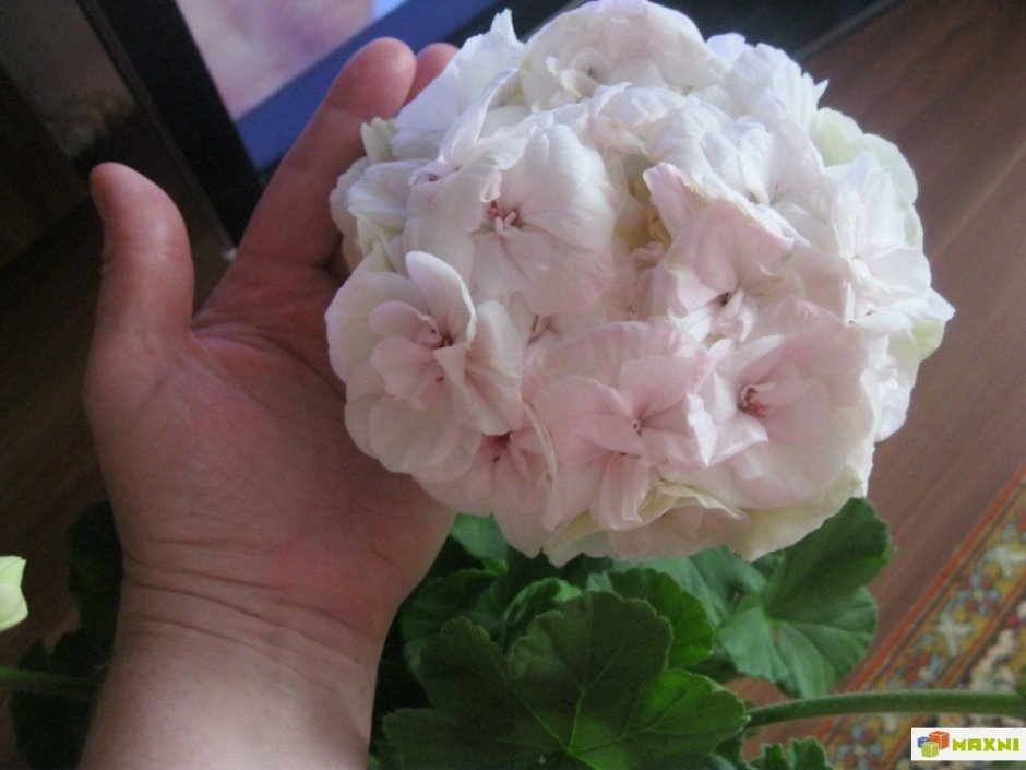 Пеларгония махровая prins Nikolai