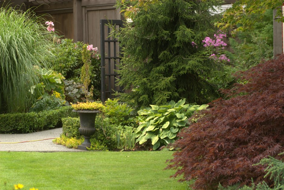 Туя Смарагд и Даника в ландшафте