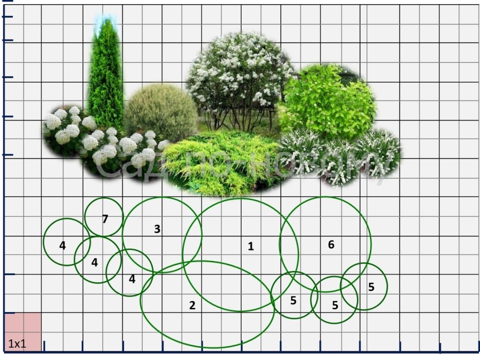Туя Смарагд и Даника в ландшафте