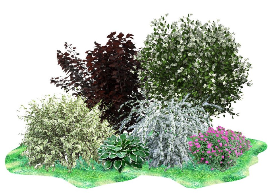 Туя в рокарии