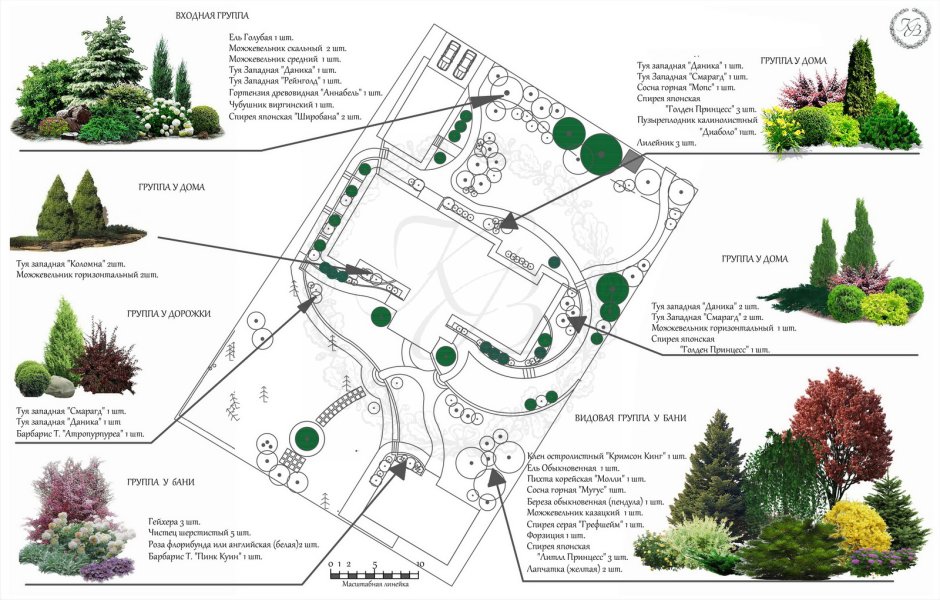 Туя Смарагд в ландшафтном дизайне схема