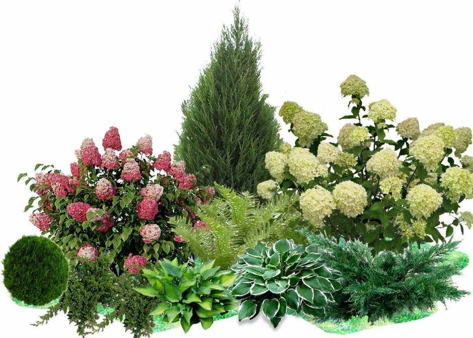 Хвойный миксбордер вдоль забора схемы