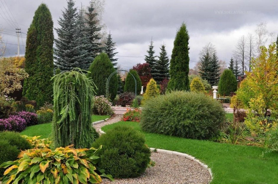 Туя Смарагд