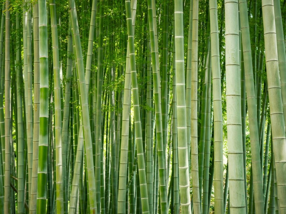 Бамбук распространение