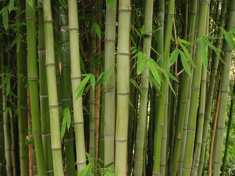 Бамбук (bambusa arundinacea)