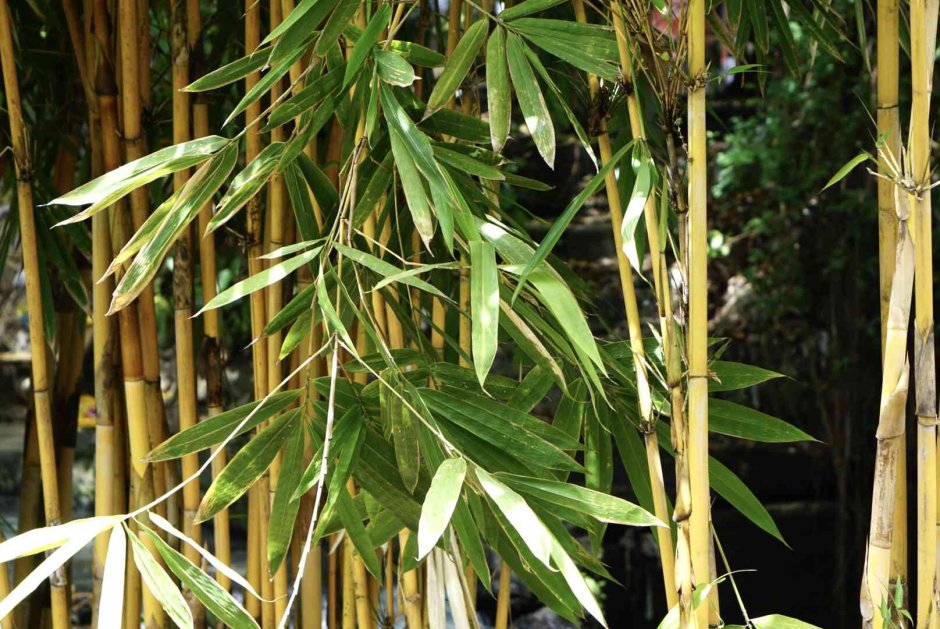 Бамбук золотистый "ауреакаулис"
