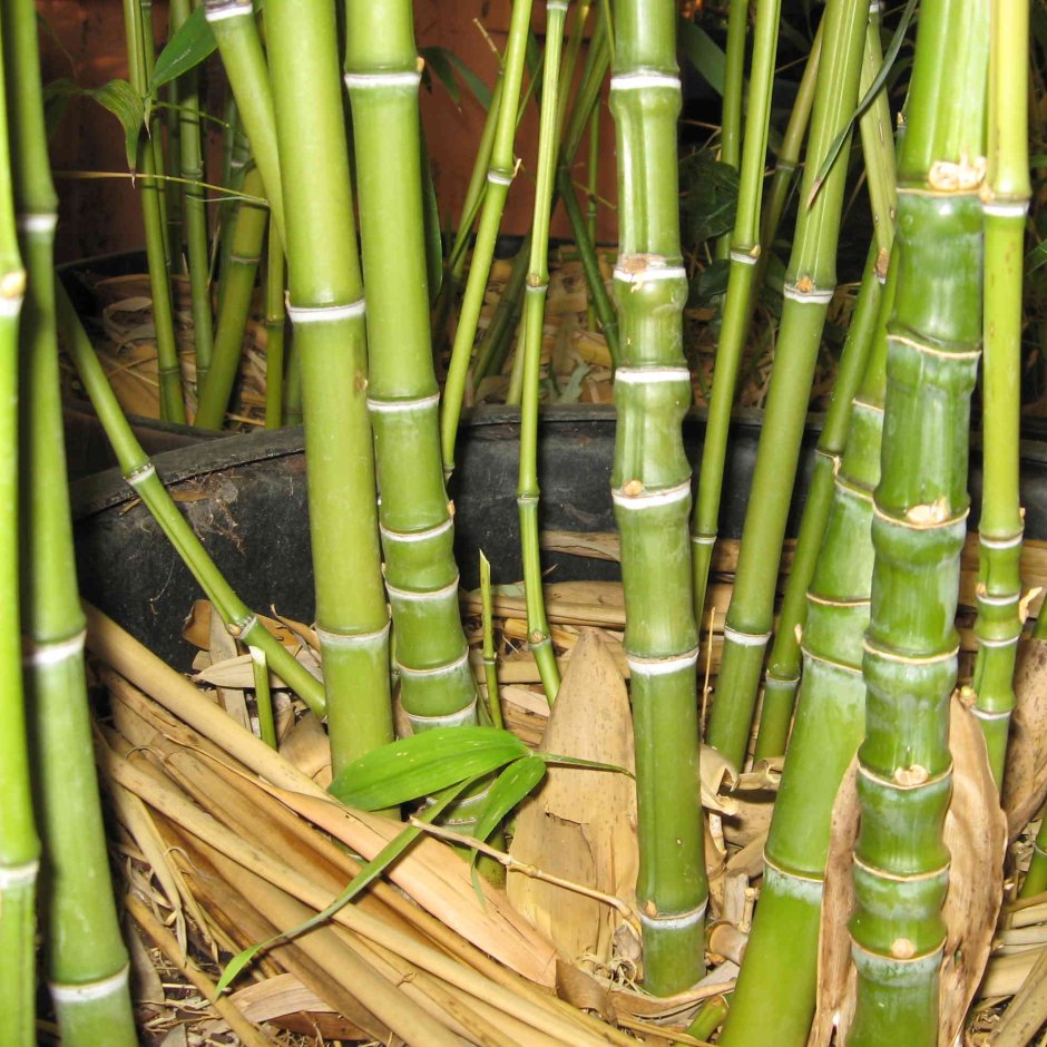 Монастырский бамбук
