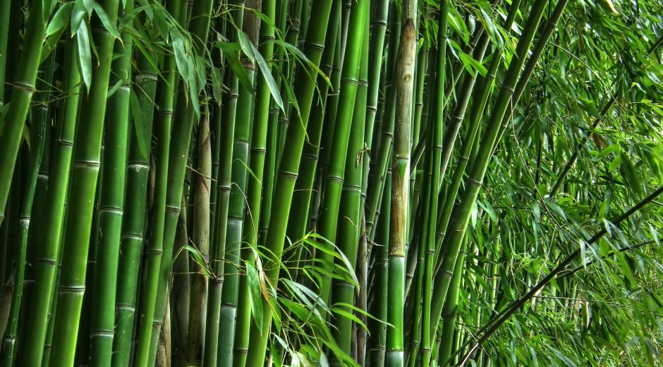 Бамбук сизоватый
