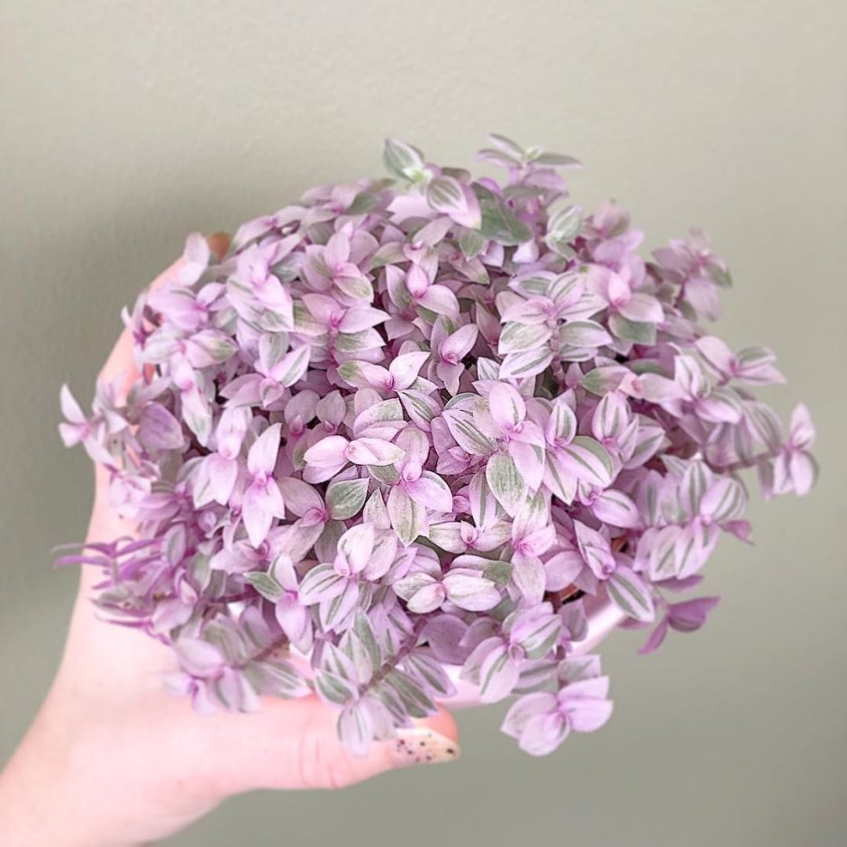 Традесканция Пинк