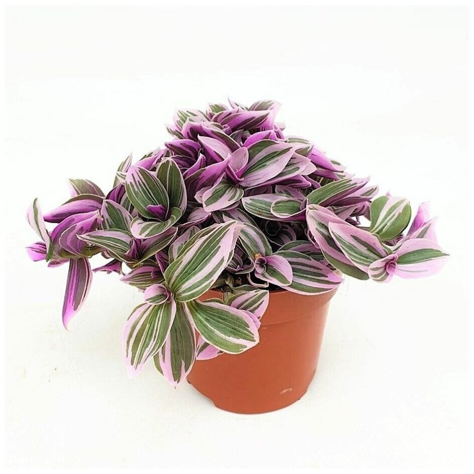 Традесканция Свитнес