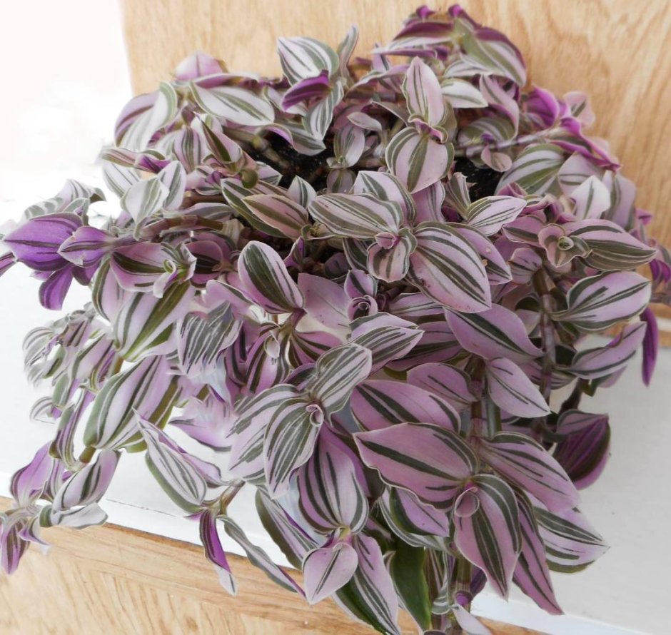 Традесканция Приречная Флуминенсис