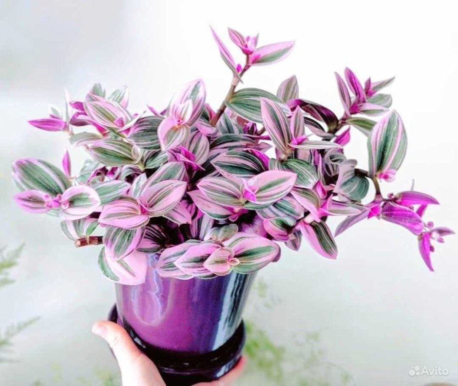 Традесканция Пинк Хилл