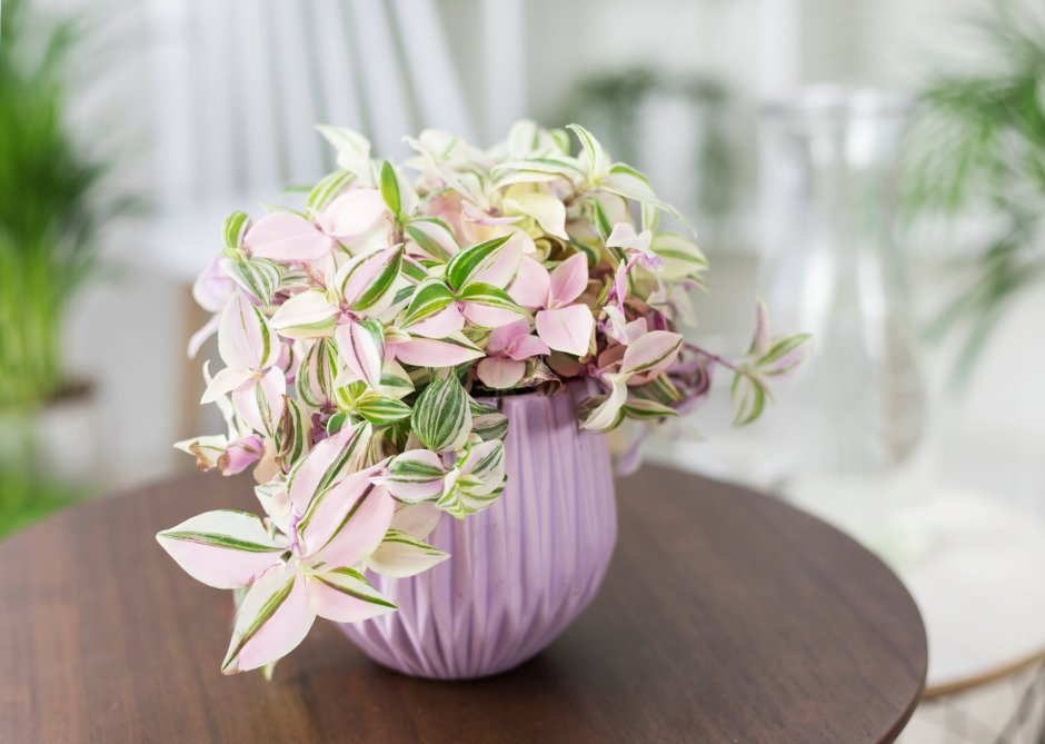 Традесканция Fluminensis Tricolor