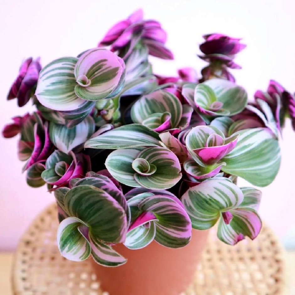 Традесканция Нанук в горшке