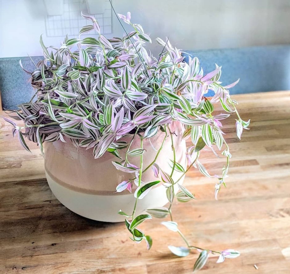 Традесканция флюминенсис Лилак